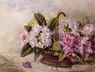 Rododendros